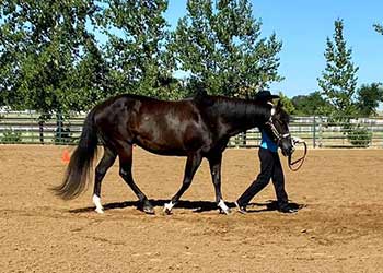 Dal Porto Equestrian Team Training