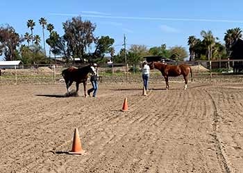 Dal Porto Equestrian team members at clinic in April 2023 